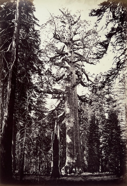 Carleton E. WATKINS (American, 1829-1916) The Grizzley Giant, Mariposa Grove, Yosemite, 1861 Mammoth plate albumen print 52.2 x 36.2 cm mounted on 71.0 x 56.2 cm card, ruled in pencil Signed &quot;C. E. Watkins&quot; in ink and titled &quot;Grizzley Giant - 33 ft Diam[eter] - Mariposa Grove&quot; in pencil, on mount
