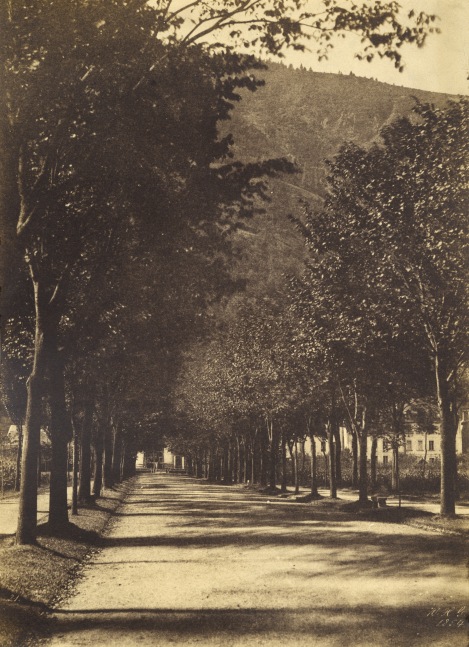 W. H. GUEBHARD (American, active 19th century) Alley of trees, probably in Pau, 1854 Salt print from a paper negative 34.9 x 25.0 cm
