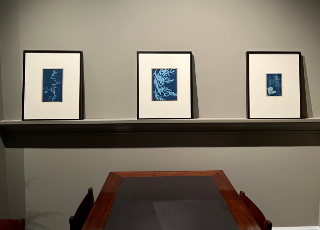 Third installation view of exhibition, 3 botanical cyanotypes by Bertha Jacques