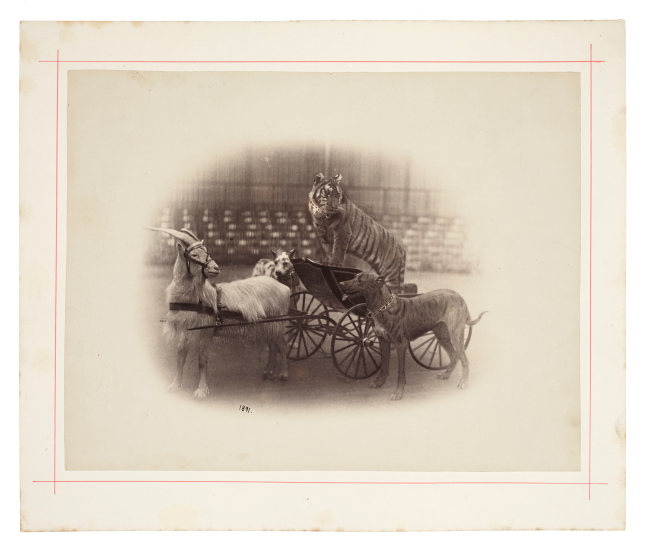 Peter NISSEN (German) Circus animals, goat pulling a tiger in a cart, with two dogs from &quot;Carl Hagenbeck's Zoologischer Circus&quot;, 1891 Albumen print 22.3 x 28.7 cm mounted on 28.4 x 33.8 cm card, ruled in red Dated &quot;1891&quot; in the negative, and photographer's blindstamp. Stamped &quot;Photographiesches-Atelier von Peter Nissen, Reeperbahn 28 Hamburg, St. Pauli&quot; in ink on verso.