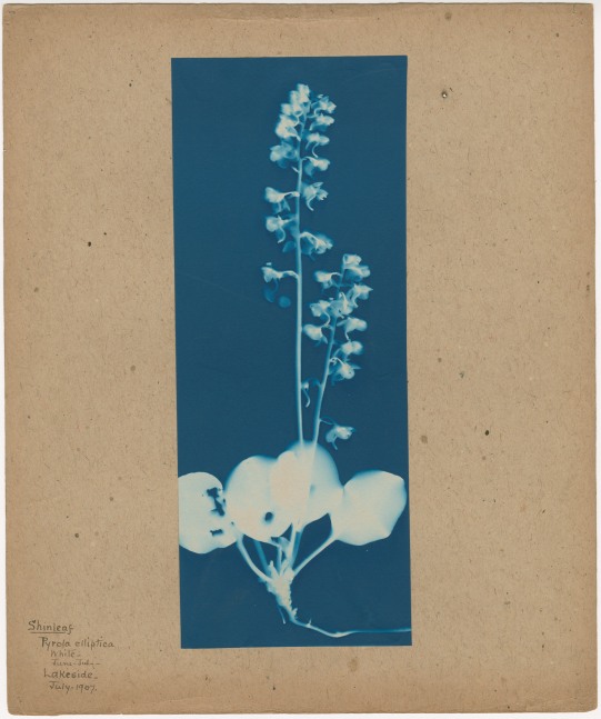 Bertha E. JAQUES (American, 1863-1941) &quot;Shinleaf, Pyrola elliptica, Lakeside,&quot; Michigan, July 1907 Cyanotype photogram 25.3 x 10.1 cm mounted on 30.5 x 25.4 cm paper Titled and dated &quot;&quot;Shinleaf / Pyrola elliptica / white / June-July / Lakeside / July 1907&quot; in ink on mount. &quot;A&quot; in pencil on mount verso.