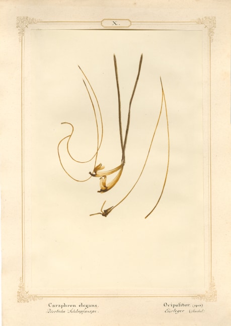 Ernst HEEGER (Austrian, 1783-1866) &quot;Caraphron elegans. Ovipolitor. (apex)&quot; (Egg layer of dainty parasitoid wasp), 1860 Hand colored salt print from a glass negative 20.6 x 13.7 cm mounted on 26.0 x 18.5 cm sheet  Numbered and titled in Latin and German in ink on mount