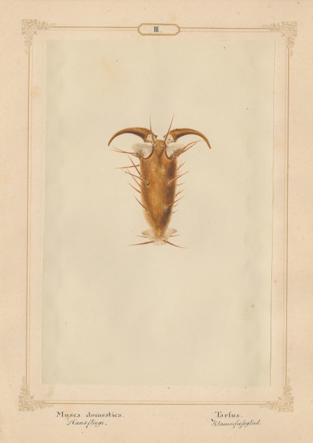 Ernst HEEGER (Austrian, 1783-1866) Foot of house fly, 1860, Hand-colored salt print from a glass negative 20.0 x 13.3 cm mounted on 26.0 x 18.5 cm sheet