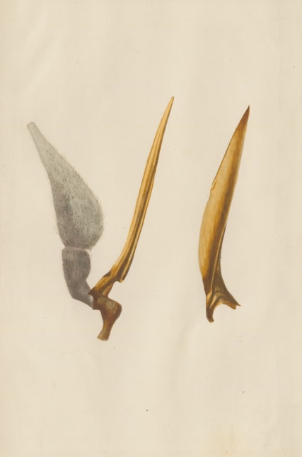 Ernst HEEGER (Austrian, 1783-1866) &quot;Haematopota pluvialis. Mandibulum et maxilla.&quot; (Jaws of a horse fly), 1861 Hand colored salt print from a glass negative 20.3 x 13.4 cm