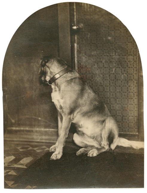 William James STILLMAN (American, 1828-1901) Dog in Crete, 1865-1868 Albumen print from a wet collodion glass plate negative 20.2 x 15.4 cm, arched top, mounted on 35.0 x 28.7 cm paper