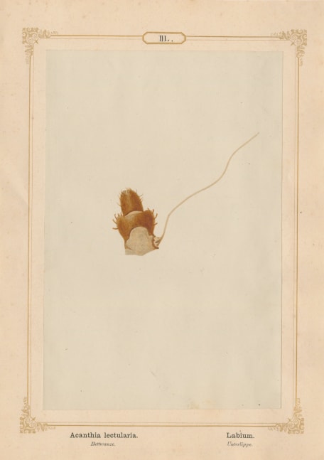 Ernst HEEGER (Austrian, 1783-1866) &quot;Acanthia lectularia. Labium.&quot; Cimex lectularis. (Lower lip and suction tubes of mouthparts of bed bug), 1861 Hand colored salt print from a glass negative 20.2 x 13.3 cm mounted on 26.0 x 18.5 cm sheet  Numbered in ink with printed titles in Latin and German on mount