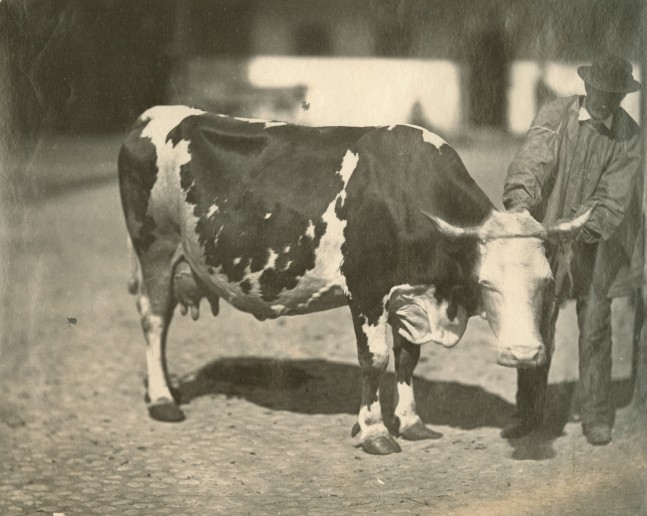 Adolphe BRAUN (French, 1812-1877) Cow and farmer, late 1850s Albumen print from a collodion negative 23.0 x 28.2 cm on 23.9 x 28.2 cm paper