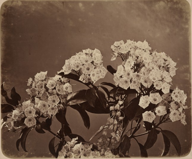 Adolphe BRAUN (French, 1812-1877) Mountain laurel, 1854 Albumen print from a collodion negative 30.8 x 36.8 cm mounted on 48.8 x 61.0 cm paper