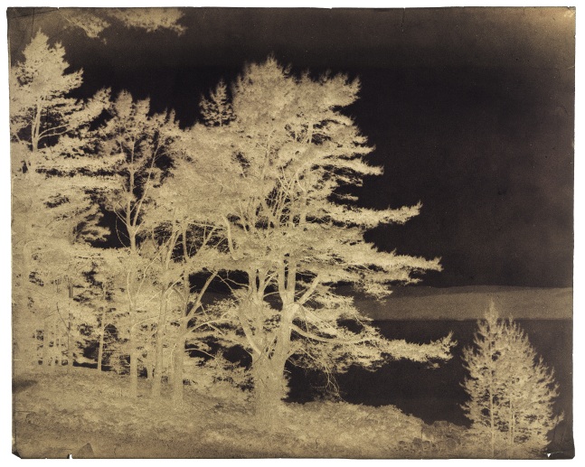 Captain Horatio ROSS (Scottish, 1801-1886) &quot;Fir trees on the banks of Dornochs Firth between Ardgay and Fearn&quot;, 1850s Waxed paper negative 27.9 x 35.2 cm