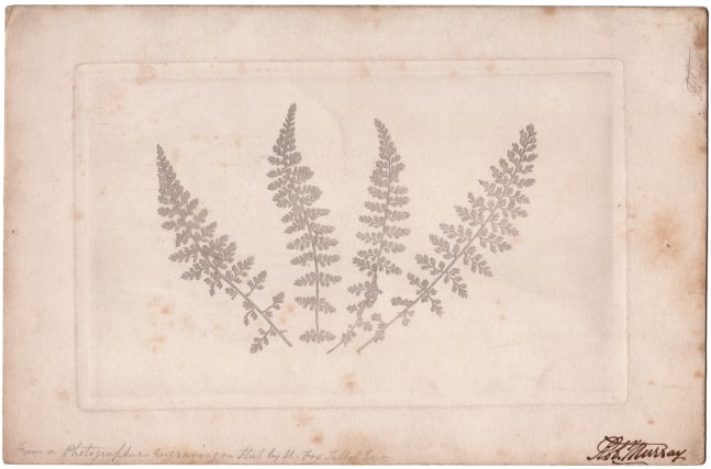 William Henry Fox TALBOT (English, 1800-1877) Four ferns, 1852 or soon after Photographic engraving 12.8 x 20.3 cm plate on 17.0 x 25.9 cm paper Inscribed &quot;Rob. Murray&quot; in ink and &quot;From a Photographic Engraving on Steel by H. Fox Talbot Esqr&quot; in pencil