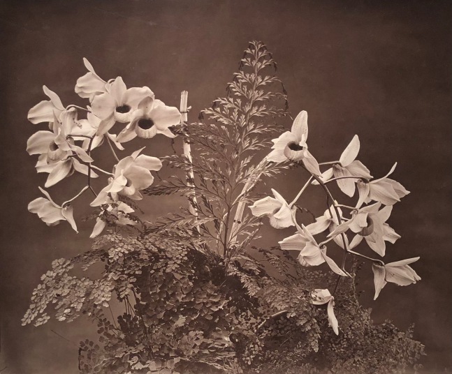 Henry Stevens (English, 1843-1825) &quot;Dendrobium calceolus,&quot; 1880s, Carbon print 36.7 x 44.1 cm