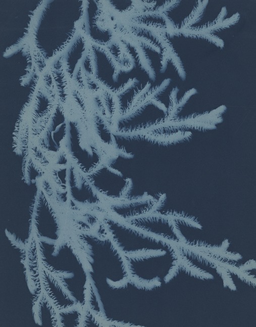 Bertha E. JAQUES (American, 1863-1941) &quot;Ground Pine, Northern Michigan&quot;, 1905-1915 Cyanotype photogram 24.2 x 19.0 cm
