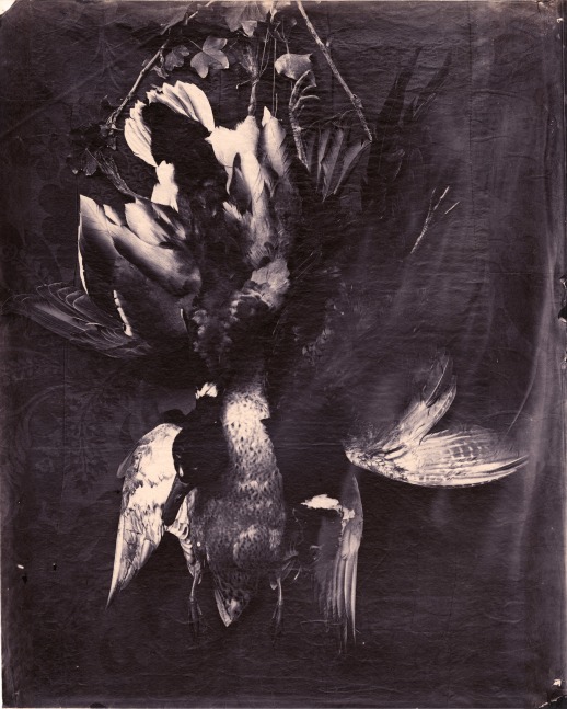 Charles NÈGRE (French, 1820-1880) Still life with game, circa 1855-1860 Albumen print from a collodion on glass negative 43.4 x 35.3 cm