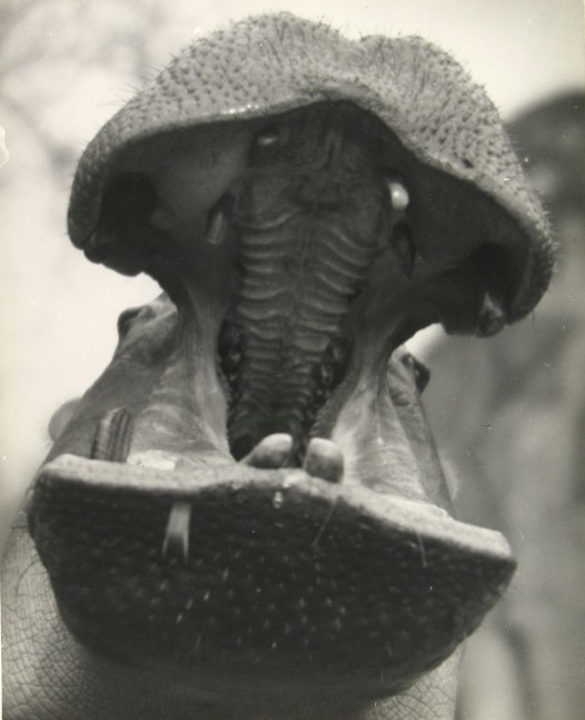 Martin MUNKACSI (Hungarian, 1896-1963) &quot;Zoo in Budapest, Joe E. Brown&quot; , 1920s Gelatin silver print 33.8 x 27.0 cm Inscribed &quot;Zoo in Europe 1927-1933&quot; in pencil on verso