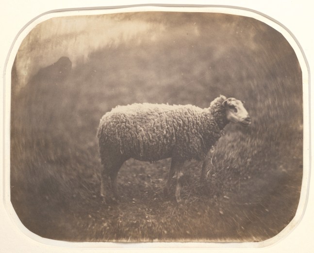 Attributed to Count Olympe AGUADO (French, 1827–1895) Study of a sheep, circa 1855 Salt print from a collodion negative 13.5 x 17.2 cm, corners rounded, irregularly trimmed, mounted on 19.6 x 25.7 cm paper