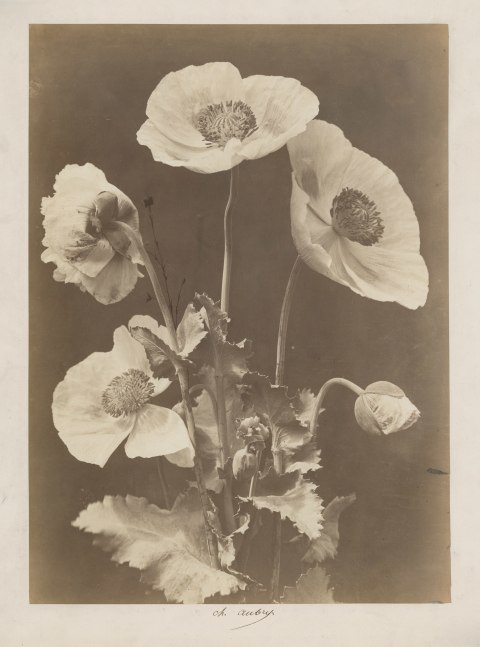 Charles Hippolyte AUBRY (French, 1811-1877) Poppies, 1860s Albumen print 37.2 x 27.0 cm, mounted Signed &quot;Ch. Aubry&quot; in ink on mount