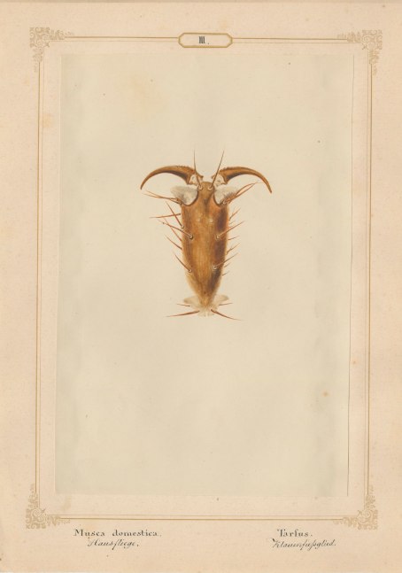 Ernst HEEGER (Austrian, 1783-1866) &quot;Musca Domestica. Tarfus.&quot; (Foot of house fly), 1860 Hand colored salt print from a glass negative 20.0 x 13.3 cm mounted on 26.0 x 18.5 cm sheet  Numbered and titled in Latin and German in ink on mount