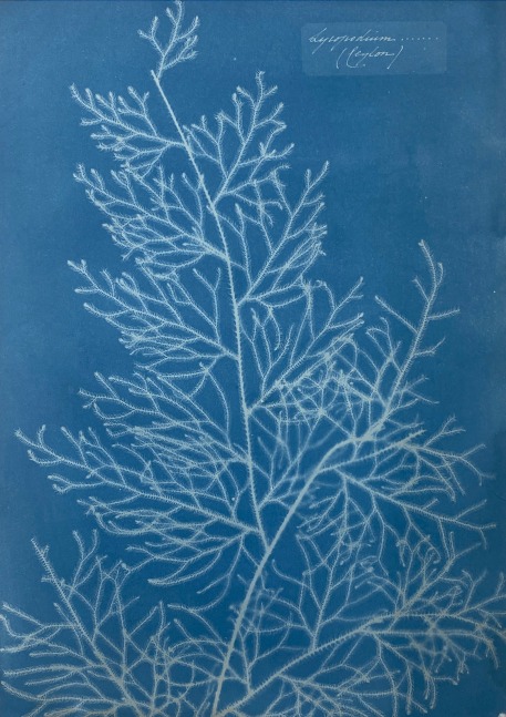 Anna ATKINS (English, 1799-1871) &quot;Lycopodium (Ceylon)&quot;, circa 1851-1854 Cyanotype photogram 35.1 x 25.0 cm