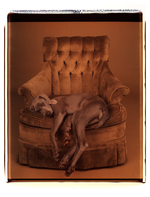 One of Wegman's weimaraners curled up into a like-colored tufted chair set in fornt of a similarly-brown background.