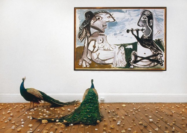 photograph of a room with two peacocks walking among rocks on a hardwood floor with a Picasso painting on the wall