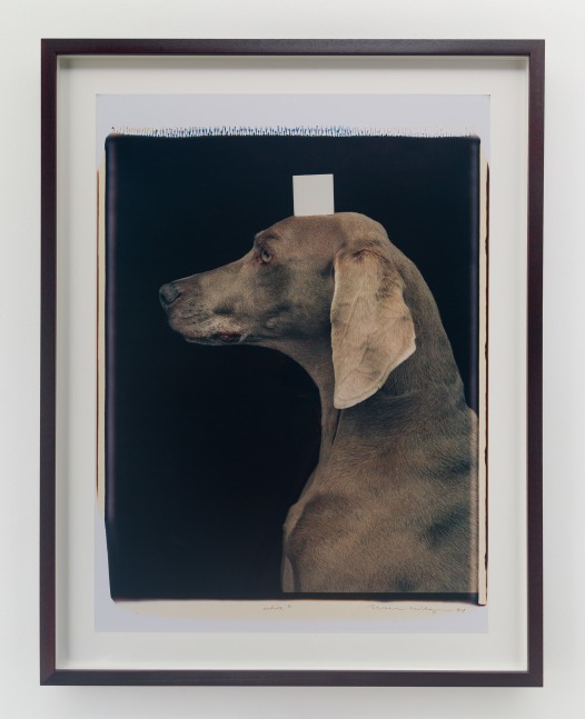 William&amp;nbsp;Wegman
White2, 1994
color Polaroid
30 x 22 inches (76,2 x 55,9 cm)
35 1/2 x 27 1/2 inches (90,2 x 69,9 cm) frame
SW 25135
