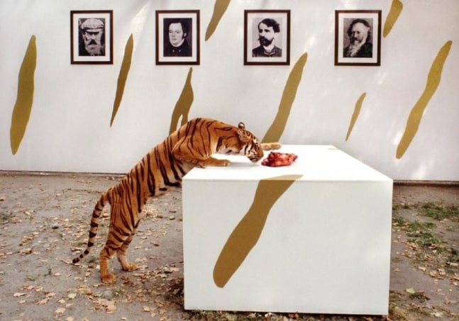 a tiger sniffs raw meat atop a pedestal while framed black and white portraits hang on the wall behind it