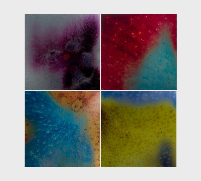 grid of four colorful lenticular prints of details of the skin of fruit