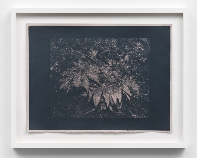 Morning Dew, 2023

rose-toned cyanotype, ed. of 3 + 2AP

11 &amp;times; 15 in. / 27.9 &amp;times; 38.1 cm
