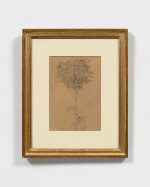 Chrysanthemum, c. 1906

pencil on paper

13 3/8 x 8 3/4 in. / 34 x 22.2 cm