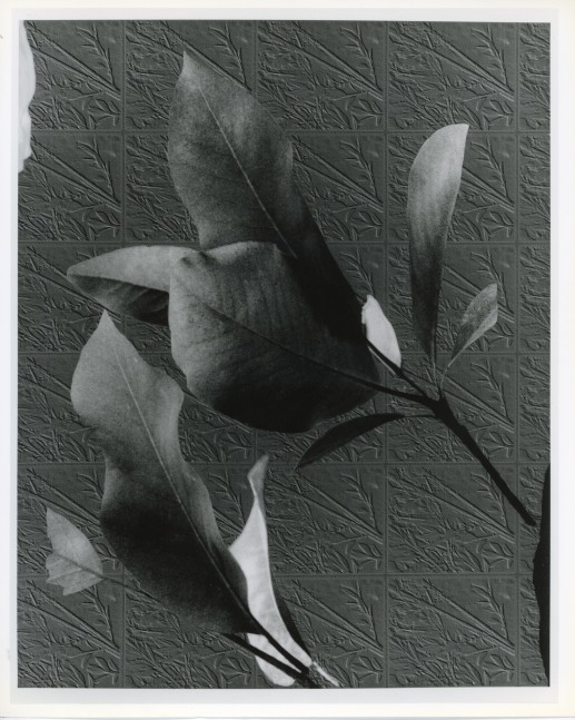 Peter Campus &quot;List&quot; 1991 Digital photograph 20&quot; x 24&quot; sheet