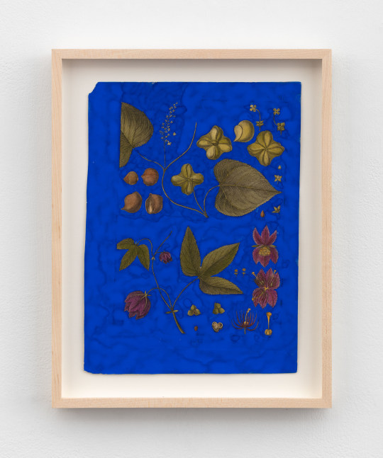 Terry Adkins 
After Bonnaterre 97, 2013
gouache on botanical engraving
11 1/4 x 8 in. (28.6 x 20.3 cm)
frame: 13 3/4 x 10 1/8 x 1 1/4 in. (34.9 x 25.7 x 3.2 cm)