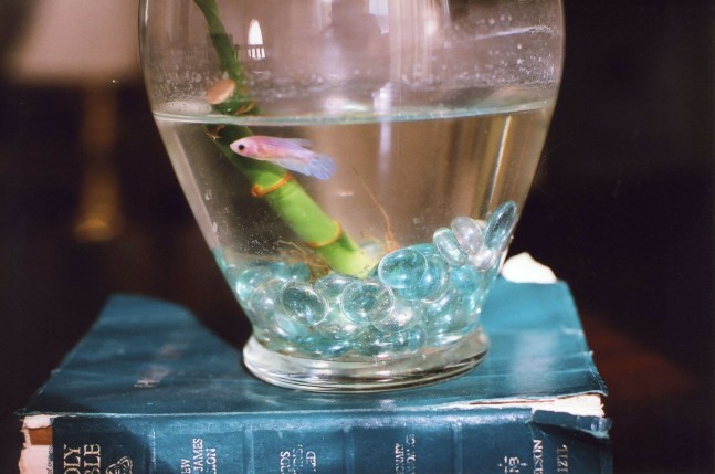Kayode Ojo Living Room, 2009 photograph 4 x 6 in. (10.2 x 15.2 cm)