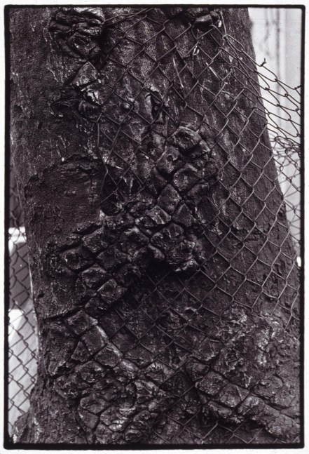 Zoe Leonard "Detail (Tree & fence)" 1998/99 Gelatin silver print 10 1/8" x 7 7/8"