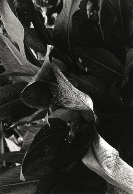 Jay DeFeo
Untitled, 1972
gelatin silver print
9 1/4 x 6 3/8 inches (23.5 x 16.2 cm)
© 2023 The Jay DeFeo Foundation/Artists Rights Society (ARS), New York.
