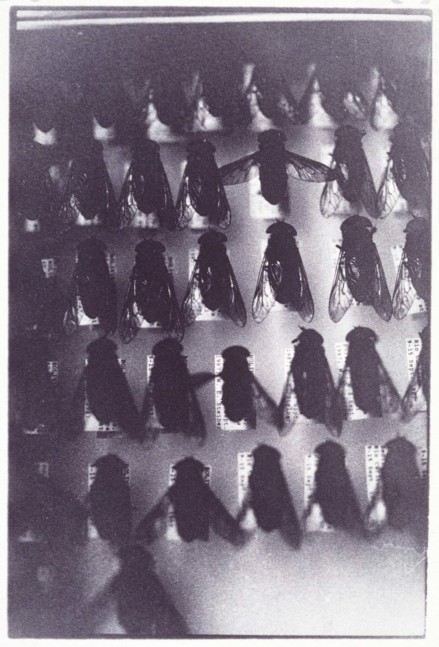 Zoe Leonard &quot;Flies&quot; 1988/92 Gelatin silver print 9 7/8&quot; x 6 1/2&quot; images