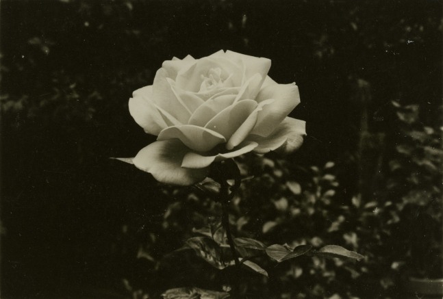 Jay DeFeo
Untitled, 1972
unique gelatin silver print
3 x 4 3/8 in. (7.6 x 11.1 cm)