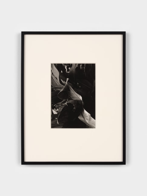 Jay DeFeo
Untitled, 1972
gelatin silver print
9 1/4 x 6 3/8 inches (23.5 x 16.2 cm)
frame: 18 1/2 x 14 1/2 x 1 1/4 in. (47 x 36.8 x 3.2 cm)