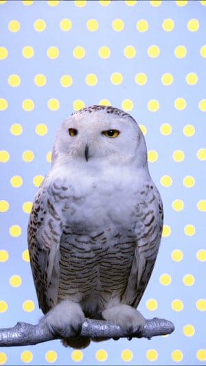 Robert Wilson "Snowy Owl" 2006 42-inch plasma screen, custom speakers, HD media player, artist certificate 44 3/4 x 24 x 9 in.