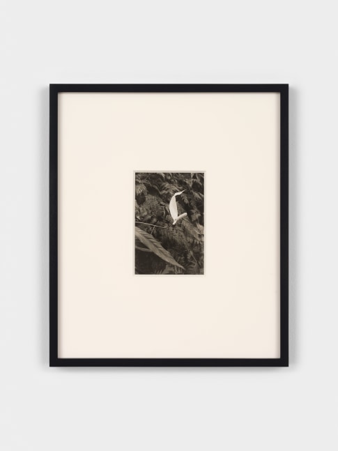 Jay DeFeo
Untitled, 1972
gelatin silver print
image: 6 1/4 x 4 1/4 inches (15.9 x 10.8 cm)
sheet: 6 7/8 x 5 3/8 inches (17.5 x 13.7 cm)
frame: 16 1/3 x 14 x 1 1/8 in. (41.5 x 35.6 x 2.9 cm)