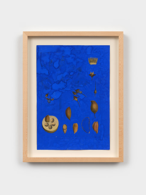 Terry Adkins After Bonnaterre 49, 2013 gouache on botanical engraving 11 1/4 x 8 in. (28.6 x 20.3 cm) frame: 13 3/4 x 10 1/8 x 1 1/4 in. (34.9 x 25.7 x 3.2 cm)