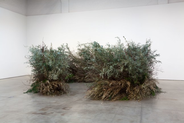 Meg Webster Stick Structure, 2016 various branches, twigs, and flowering plants (Bamboo, Privet, Magnolia grandiflora, Huizache, Lantana) approximately 74 x 244 inches in diameter (187.9 x 619.7 centimeters)