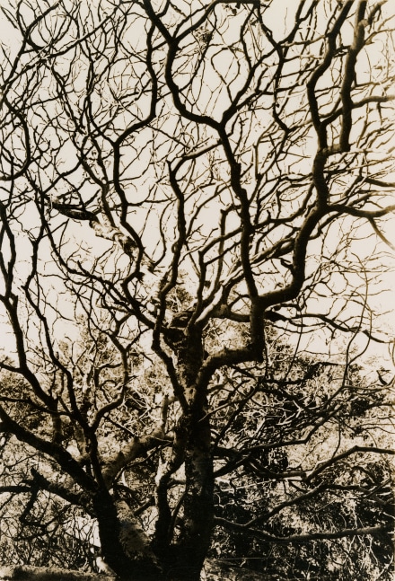 Jay DeFeo
Untitled, 1972
gelatin silver print
image: 4 1/8 x 2 inches (10.5 x 5.1 cm)
sheet: 5 x 3 3/4 inches (12.7 x 9.5 cm)
frame: 14 3/8 x 12 3/4 x 1 1/2 in. (36.5 x 32.4 x 3.8 cm)