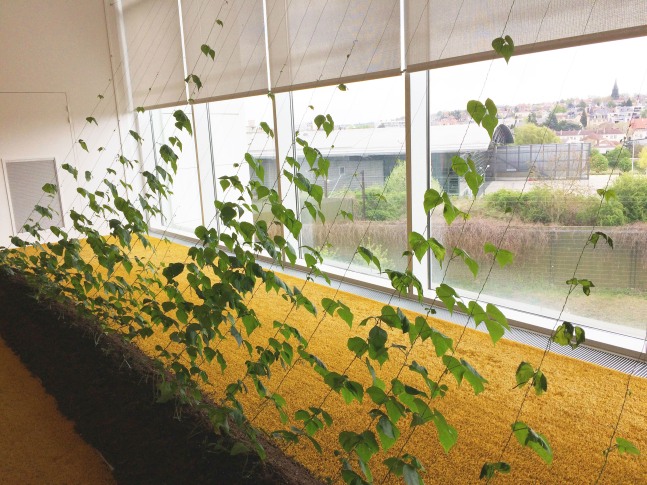 Hans Haacke Directed Growth, 1972 Installation view, "Endless Garden," Pompidou Metz, 2017. Photo: H Meisel.
