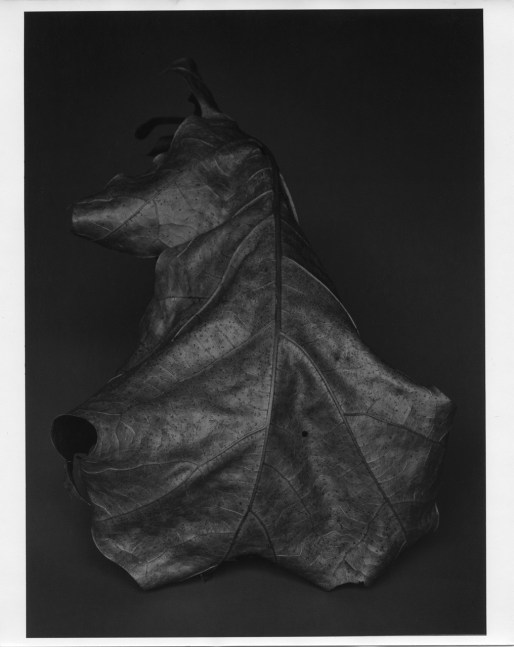 Peter Campus &quot;Copse&quot; 1988 Silverprint photograph 39&quot; x 29 1/2&quot;