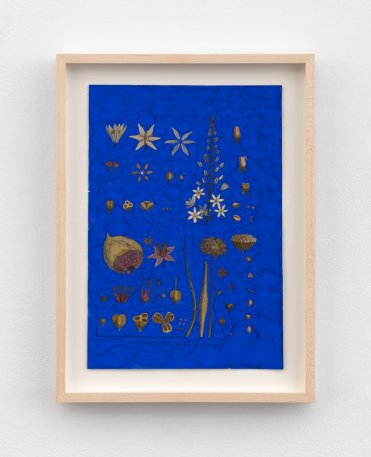 Terry Adkins 
After Bonnaterre 99, 2013
gouache on botanical engraving
11 1/4 x 8 in. (28.6 x 20.3 cm)
frame: 13 3/4 x 10 1/8 x 1 1/4 in. (34.9 x 25.7 x 3.2 cm)