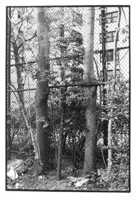 Zoe Leonard "Two Trees" 1998 Gelatin silver print 15 3/8" x 10 1/2"