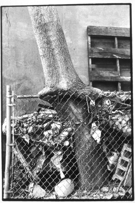 Zoe Leonard "Tree + fence, out my back window" 1998 Gelatin silver print 16 1/2" x 11 1/8"