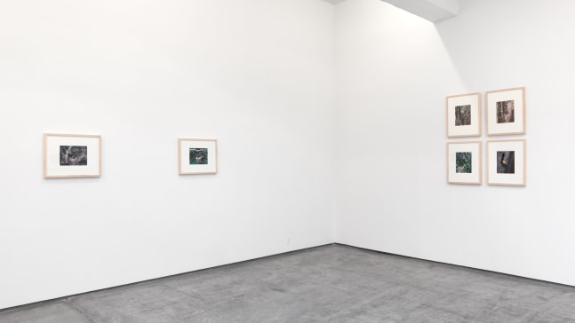 Installation view, Eliot Porter, Curated by Jack Macrae and Kristoffer Haynes, July 3 – August 16, 2013