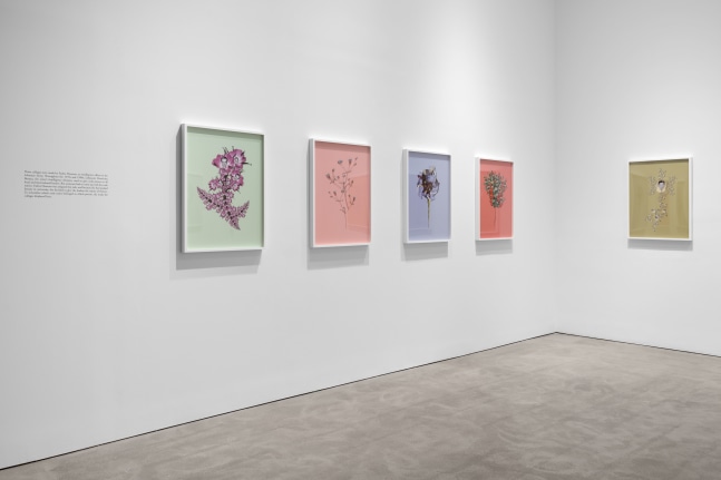 Installation view 12, Walid Raad, We have never been so populated, March 8 – April 16, 2022, 524 W 26th Street
