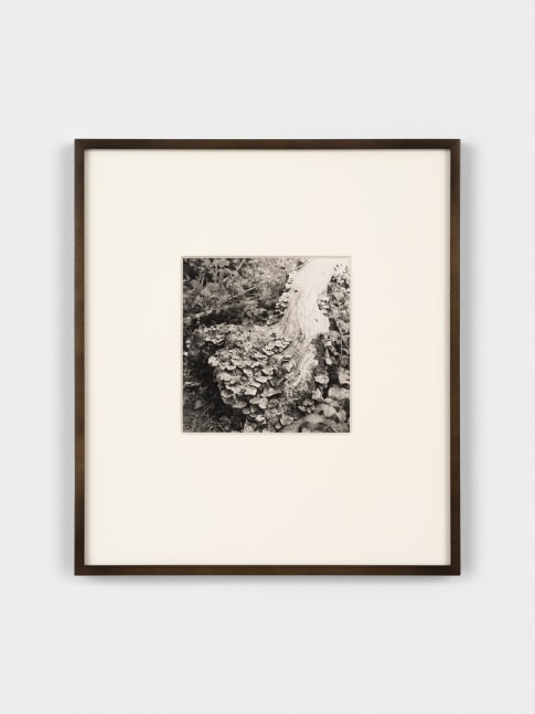 Jay DeFeo Untitled, 1973 gelatin silver print image: 7 1/16 x 7 1/32 inches (17.9 x 17.9 cm) sheet: 10 x 8 inches (25.4 x 20.3 cm) frame: 17 1/2  x 15 1/2 x 1 1/8 in. (44.5 x 39.4 x 2.9 cm)